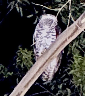 Powerful Owl (Ninox strenua), photo 3