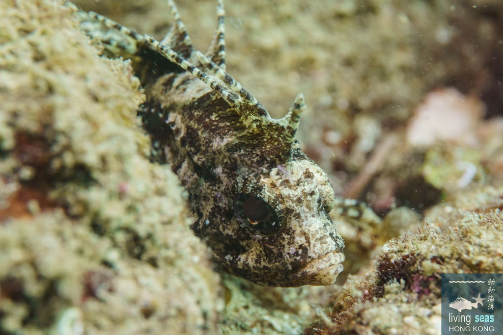 Long-spined waspfish (Paracentropogon longispinis) — Tetrarogidae