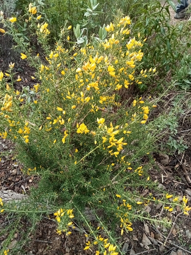 Avistamiento Ulex parviflorus