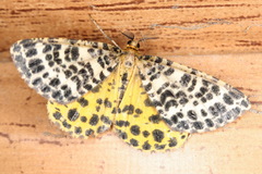 Arichanna melanaria
