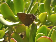 Callophrys xami xami