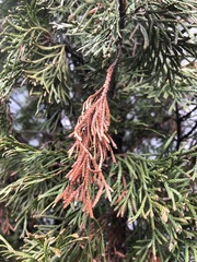 Pestalotiopsis funerea