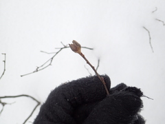 Dasineura serrulatae