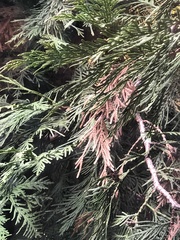 Pestalotiopsis funerea