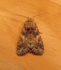 Spodoptera praefica