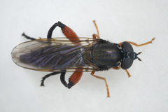 Chalcosyrphus valgus