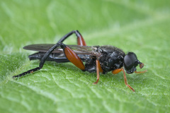 Chalcosyrphus valgus