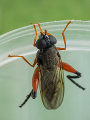 Chalcosyrphus valgus