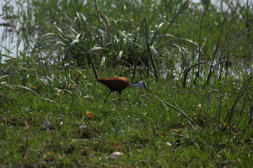 iNaturalist: (c) Peter Kappes, some rights reserved (CC BY-NC), uploaded by Peter Kappes iNaturalist image