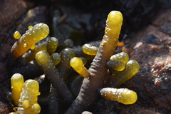 Splachnidium rugosum