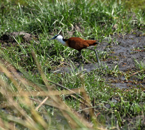 iNaturalist: (c) Peter Kappes, some rights reserved (CC BY-NC), uploaded by Peter Kappes iNaturalist image