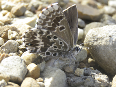 Lepidochrysops methymna methymna