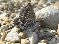 Lepidochrysops methymna methymna