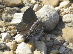 Lepidochrysops methymna methymna