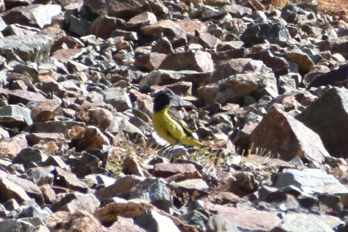Yellow-rumped Siskin (Spinus uropygialis), photo 2