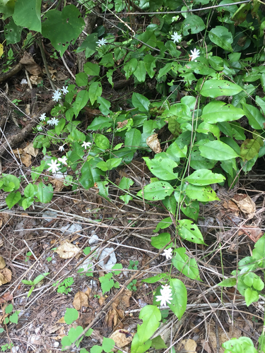 Jasminum elongatum observed 2026-01-21
