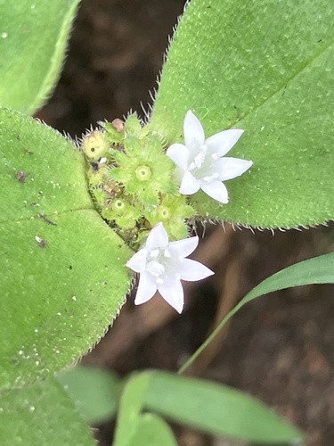 Foto de Vassourinha de botão