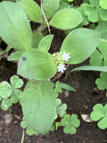 Foto de Vassourinha de botão