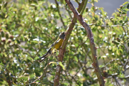 Grey-hooded Sierra Finch (Phrygilus gayi), photo 2