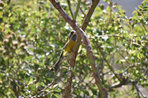 Grey-hooded Sierra Finch (Phrygilus gayi), photo 3