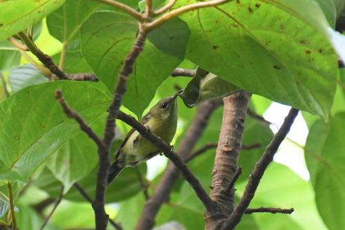 Crimson Sunbird (Aethopyga siparaja), photo 5
