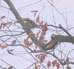 Fringilla coelebs coelebs