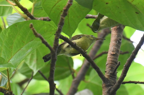 Crimson Sunbird (Aethopyga siparaja), photo 6