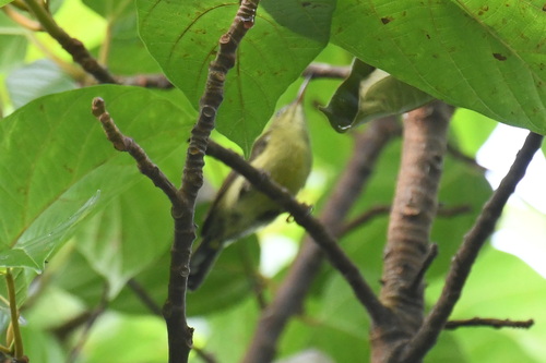 Crimson Sunbird (Aethopyga siparaja), photo 10