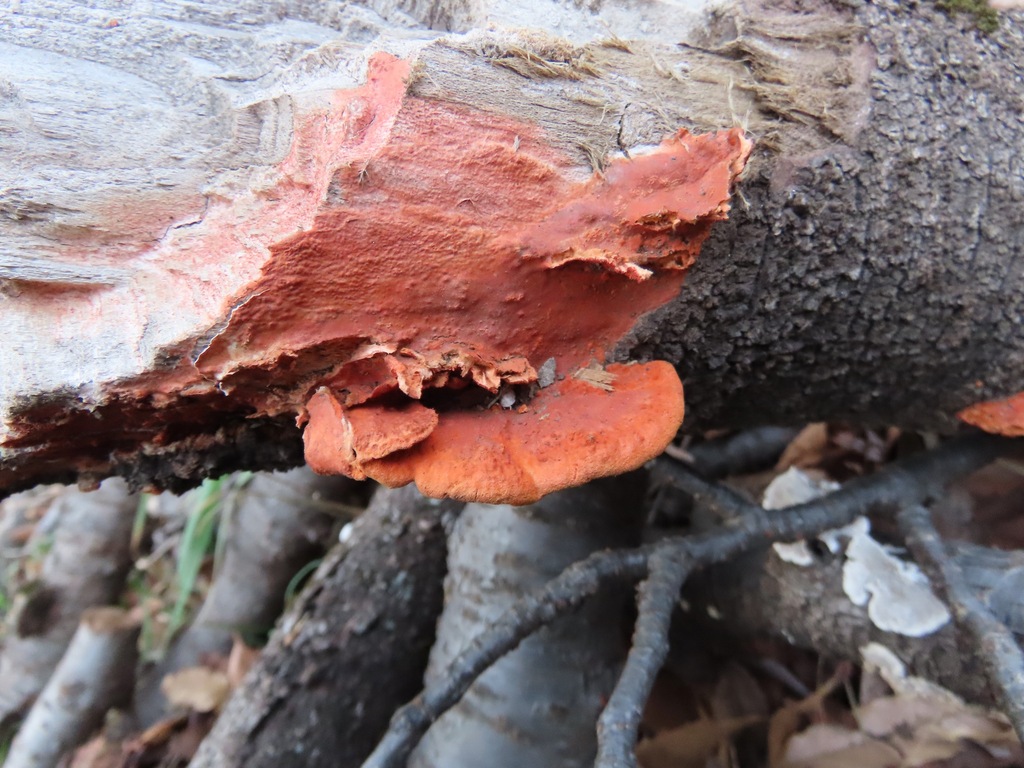 Trametes coccinea · January 2026 · photo: © belvedere04 (iNaturalist, cc-by-nc)