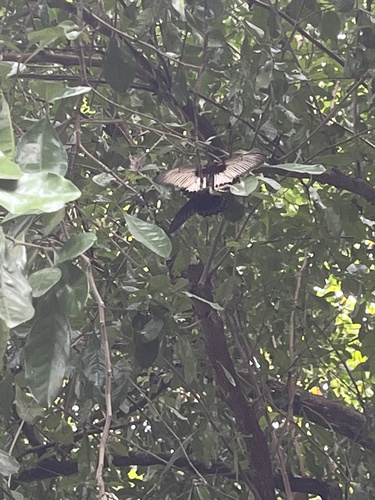 Papilio memnon