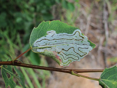 Phyllocnistis labyrinthella
