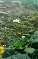 Draba hirta