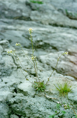 Draba hirta