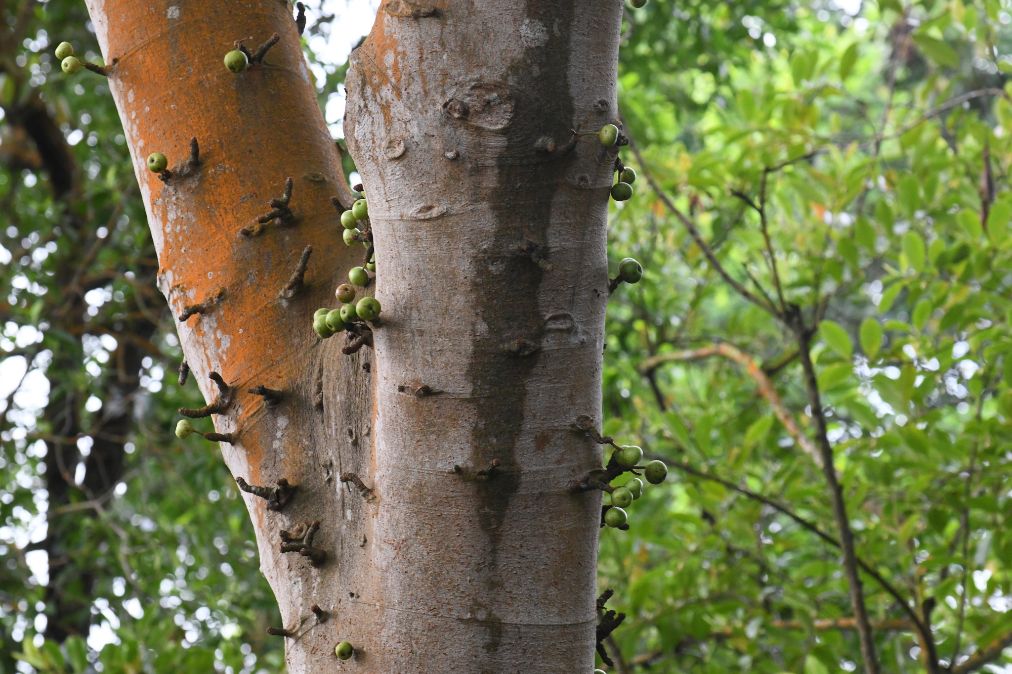 Ficus variegata