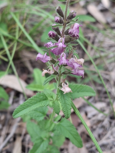 Teucrium argutum, photograph 6