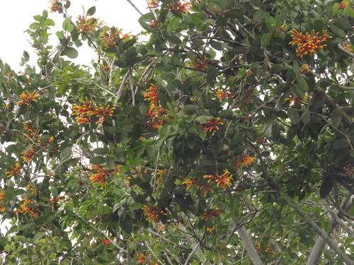 Psittacanthus cinctus