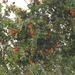 Psittacanthus cinctus - Photo (c) Arthur Gomes, algunos derechos reservados (CC BY-NC-SA), subido por Arthur Gomes