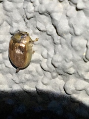 Paropsisterna m-fuscum