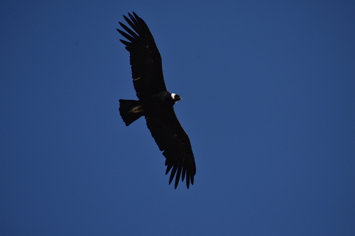 Andean Condor (Vultur gryphus), photo 4