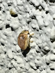 Paropsisterna m-fuscum