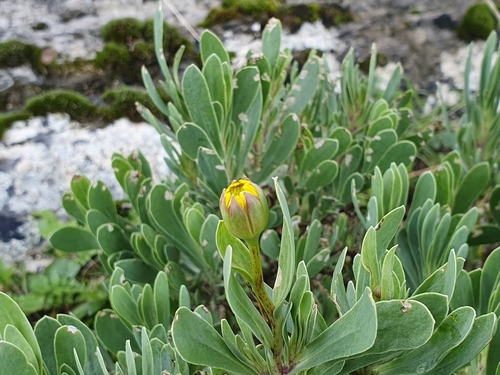 Hertia cheirifolia, photograph 3