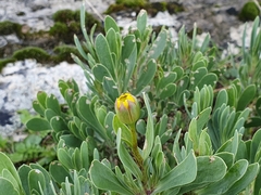 Hertia cheirifolia, photograph (c) Mehdi Chetibi, some rights reserved (CC BY)