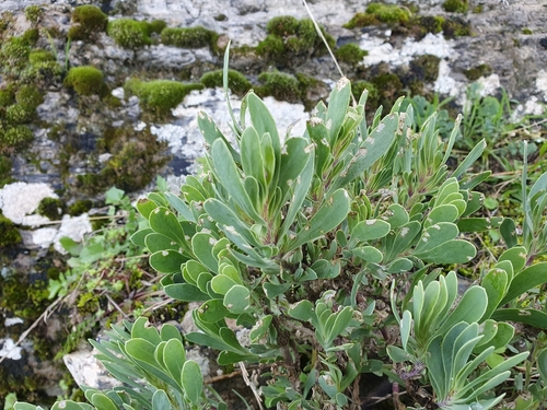Hertia cheirifolia, photograph 4