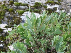 Hertia cheirifolia, photograph (c) Mehdi Chetibi, some rights reserved (CC BY)