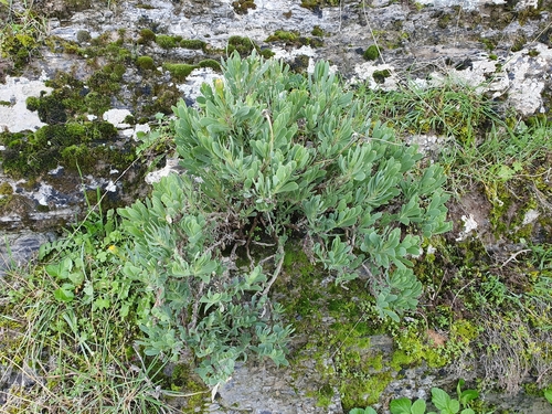 Hertia cheirifolia, photograph 5