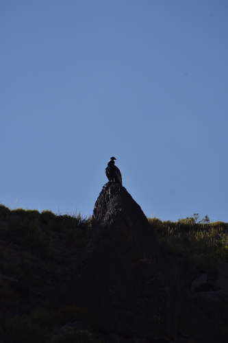 Andean Condor (Vultur gryphus)