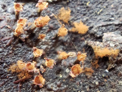 Trichia botrytis