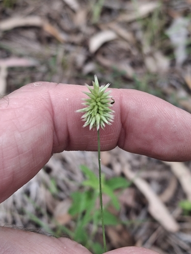 canetop nineawn (Enneapogon lindleyanus)