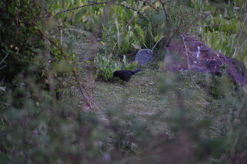 Austral Blackbird (Curaeus curaeus), photo 5