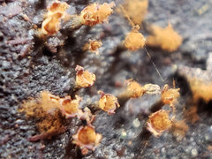 Trichia botrytis